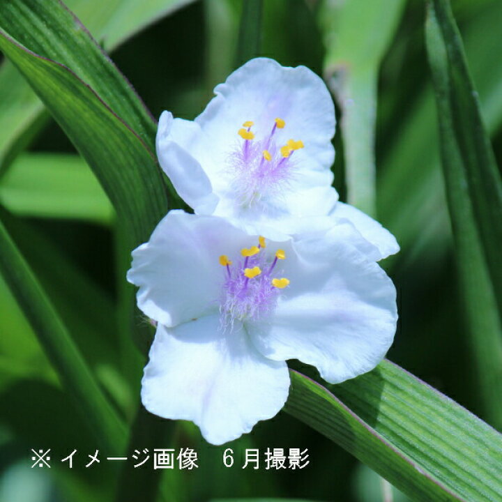 楽天市場 2ポット ムラサキツユクサ 白花 10 5cmポット苗2ポットセット 宿根草 紫露草 トラデスカンティア 今季開花終了 紫桜館 山の花屋 楽天市場店