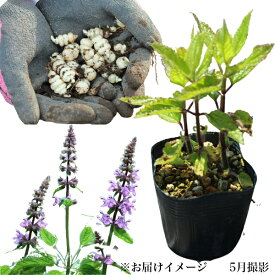 楽天市場 チョロギ 種の通販 楽天市場 チョロギ 種の通販