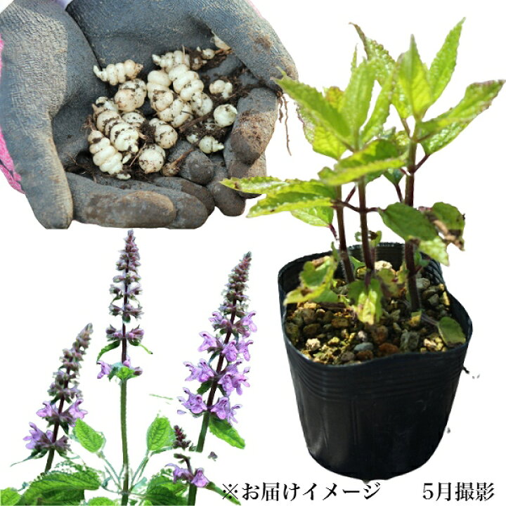 楽天市場 ポット 岩手県産チョロギ 9cmポット仮植え苗ポットセット 長老喜 山菜苗 1 27まだ芽吹いてません 紫桜館 山の花屋 楽天市場店