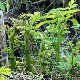 ヤマウド　10.5cmポット苗　数量割引あり/山菜苗/耐寒性多年草/うど/山独活/※休眠 地上部無し