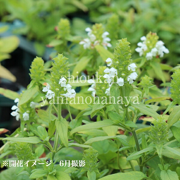 【楽天市場】(1ポット)白花ウツボグサ 9cmポット苗 山野草/耐寒性