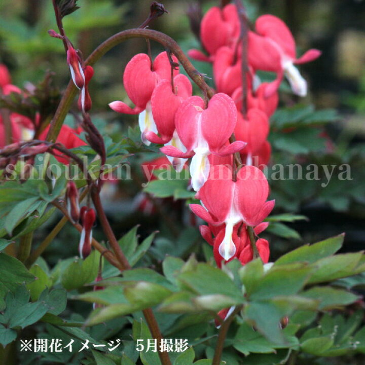 楽天市場 1ポット 濃色赤花ケマンソウ バレンタイン 9 10 5cmポット苗 山野草 耐寒性多年草 タイツリソウ ディセントラ 今季開花終了 葉を切り詰めました 紫桜館 山の花屋 楽天市場店