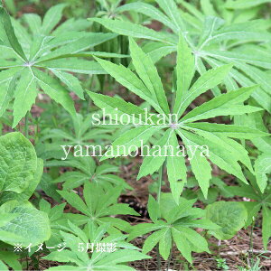 uKT@9cm|bgc@ʊ/R쑐/Rؕc/ϊN/jP/x n㕔