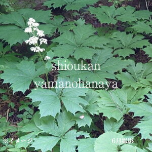 O}\E@10.5cm|bgc@ʊ/R쑐/ϊN/ԑ/x n㕔