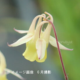 黄花ヤマオダマキ　9cmポット苗　数量割引あり/山野草/耐寒性多年草/山苧環/※今季開花終了 8/1葉が展開中