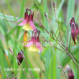 ヤマオダマキ　9cmポット苗　数量割引あり/山野草/耐寒性多年草/山苧環/アキレジア/※休眠 地上部なし