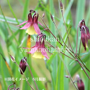 }I_}L@9cm|bgc@ʊ/R쑐/ϊN/R/ALWA/x n㕔Ȃ