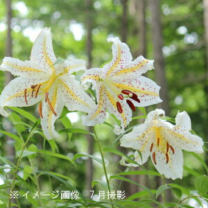 }@10.5cm|bgc@ʊ/R쑐/ϊN/RS/x n㕔