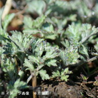 ヨモギ　9〜10.5cmポット苗　数量割引あり/栽培期間中農薬不使用苗選択可能/山菜苗/耐寒性多年草/蓬/※9/…
