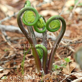 楽天市場 ゼンマイ 花 ガーデン Diy の通販