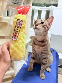 Atelier168 大えび天（キャットニップ入り） 猫おもちゃ　猫　ペット用　 オモチャ　玩具　ケア用品 可愛い　抱えて遊ぶ　マタタビ入り　キャットニップ　運動不足解消 ストレス解消 【同梱A】