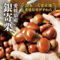 【2L最安1kg2945円〜 3L最安1kg3420円〜！】新栗 愛媛県奥伊予の生栗 銀寄栗 2L / 3Lサイズ 1kg 2kg 3kg …