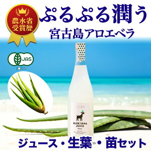 苗 アロエベラの人気商品 通販 価格比較 価格 Com