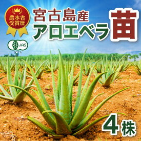 アロエベラ 苗 4株 沖縄・宮古島産｜有機JAS 観葉植物 ガーデニング 園芸