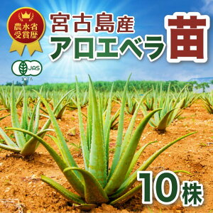 アロエ 苗の人気商品 通販 価格比較 価格 Com