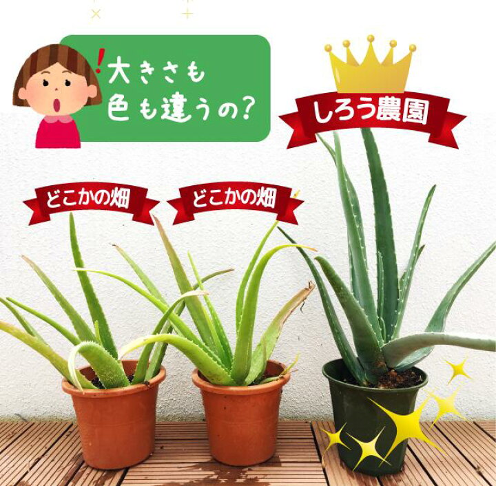 楽天市場 栽培用 アロエベラ 苗 4株 有機jas 沖縄 宮古島 国産 アロエ 観葉植物 ガーデニング 園芸 保湿 健康 抗酸化 美肌 サプリ 腸活 スッキリ ダイエット デトックス 美容 生活習慣 サボテン 栽培 宮古島育ちのアロエベラしろう農園