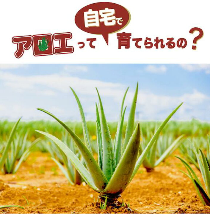 楽天市場 栽培用 アロエベラ 苗 2株 有機jas 沖縄 宮古島 国産 アロエ 観葉植物 ガーデニング 園芸 保湿 健康 抗酸化 お肌を整える サプリ 腸活 スッキリ ダイエット デトックス 美容 生活習慣 サボテン 栽培 宮古島育ちのアロエベラしろう農園