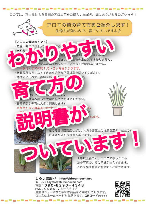 楽天市場 セット アロエベラ 苗 2株 生葉 2 2 5kg 沖縄 宮古島 国産 有機 Jas 露地栽培 観葉植物 ガーデニング 園芸 保湿 健康 抗酸化 美肌 サプリ 腸活 スッキリ ダイエット デトックス 美容 生活習慣 サボテン 栽培 宮古島育ちのアロエベラしろう農園