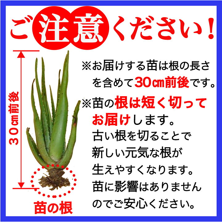 楽天市場 栽培用 アロエベラ 苗 2株 有機jas 沖縄 宮古島 国産 アロエ 観葉植物 ガーデニング 園芸 保湿 健康 抗酸化 お肌を整える サプリ 腸活 スッキリ ダイエット デトックス 美容 生活習慣 サボテン 栽培 宮古島育ちのアロエベラしろう農園