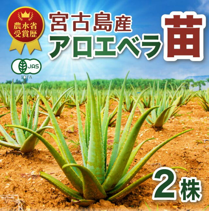 楽天市場 楽天スーパーセール 栽培用 アロエベラ 苗 2株 有機jas 沖縄 宮古島 国産 アロエ 観葉植物 ガーデニング 園芸 保湿 健康 抗酸化 お肌を整える サプリ 腸活 スッキリ ダイエット デトックス 美容 生活習慣 サボテン 栽培 宮古島育ちのアロエベラしろう農園