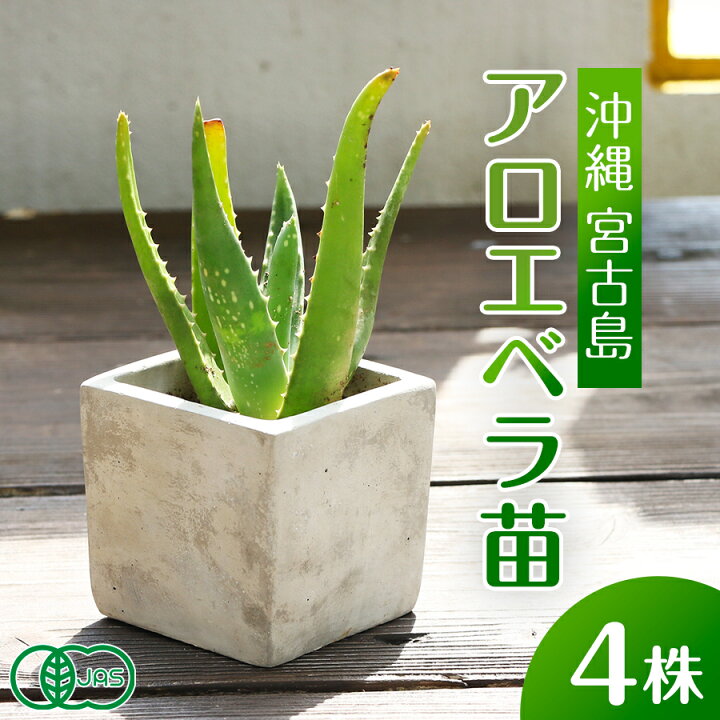 楽天市場】アロエベラ 苗 4株 沖縄・宮古島産｜有機JAS 観葉植物