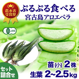 楽天市場 アロエベラ 苗の通販