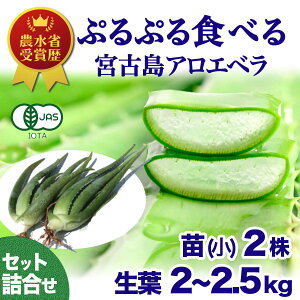苗 アロエベラの人気商品 通販 価格比較 価格 Com