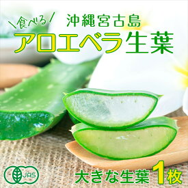 楽天市場 食用 アロエの通販