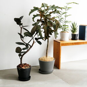 yƂĂiz shesay GRfނłłMt̃t[|bg 4TCY 3J[ 4 5 6 8 t[|bg v[gtTCN vX`bN O  i`