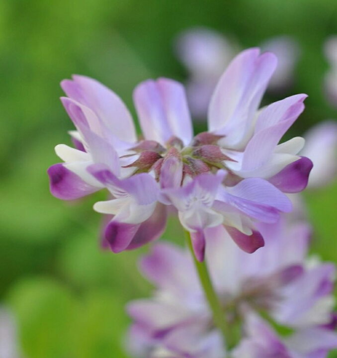 楽天市場 そのまま使える 花壇の土 l By 14 花壇 家庭菜園 花 草花 用土 土 培養土 有機 肥料配合無し 元肥なし 自然応用科学 楽天市場店