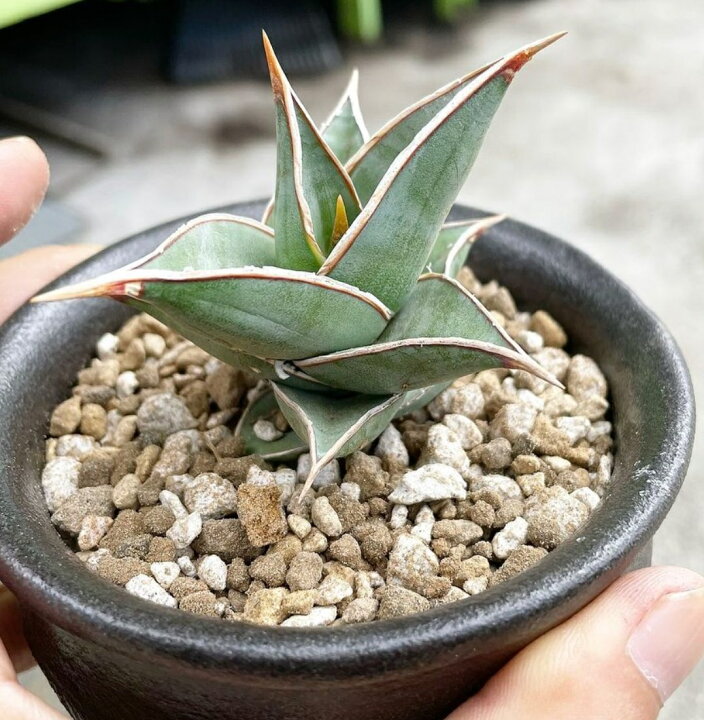 楽天市場 室内観葉 多肉植物の土 12l By 3 室内向け 清潔 たい肥不使用 有機物なし 観葉 サボテン 水はけが良い 自然応用科学 楽天市場店