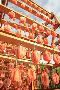 yNoוzʌ A  ɏ㊱`I`Z@̓I` AiGj1 ϔ i5`6 jy N1{`z򕌌ZΎs ` uh 1000