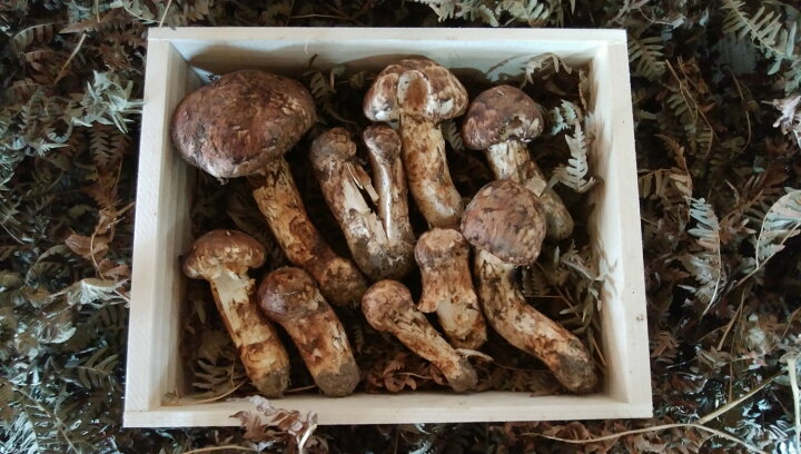 楽天市場】送料無料 岩手県北三陸・岩泉産の本松茸 「わけあり」キズ 