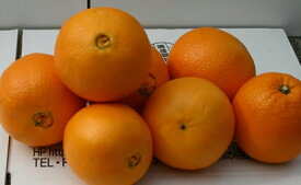 楽天市場 国産 オレンジ 旬の通販