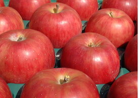 まるかじりできる津軽岩木山のリンゴ！減農薬、無袋栽培 サンつがる（ご家庭用）約10kg（約28〜32個） 【発送：9月中旬頃〜9月下旬頃】