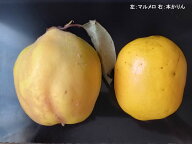 カリン まるめろ 花梨 産地直送 長野県産 家庭用 本かりん／マルメロ 約3kg（約8個〜10個前後）農薬、除…