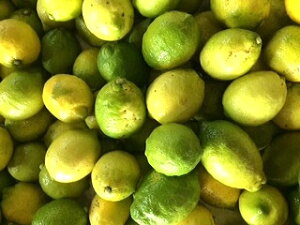 L@JAS͔|EL ˓c̖󂠂背 3kgi30Ojw_ w엿  E h bNXؕsgp  9{`12{O[A12{`5