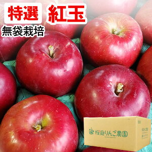 【特選】無袋栽培紅玉(こうぎょく) 青森産りんご(約10kg)無化学肥料【桜庭りんご農園】【直送につき代引・同梱不可】【送料無料】□