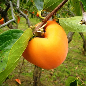 RYbBSڊ`uЂ߁vi2kgi5`6jjy萁t@[zyɂEszy\[~̌IMtgz