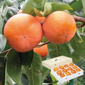 富有柿(2L×12玉)【パンドラファーム】【直送につき代引・同梱不可】【創健社のウインターギフト】【ポイント5倍11月30日まで】