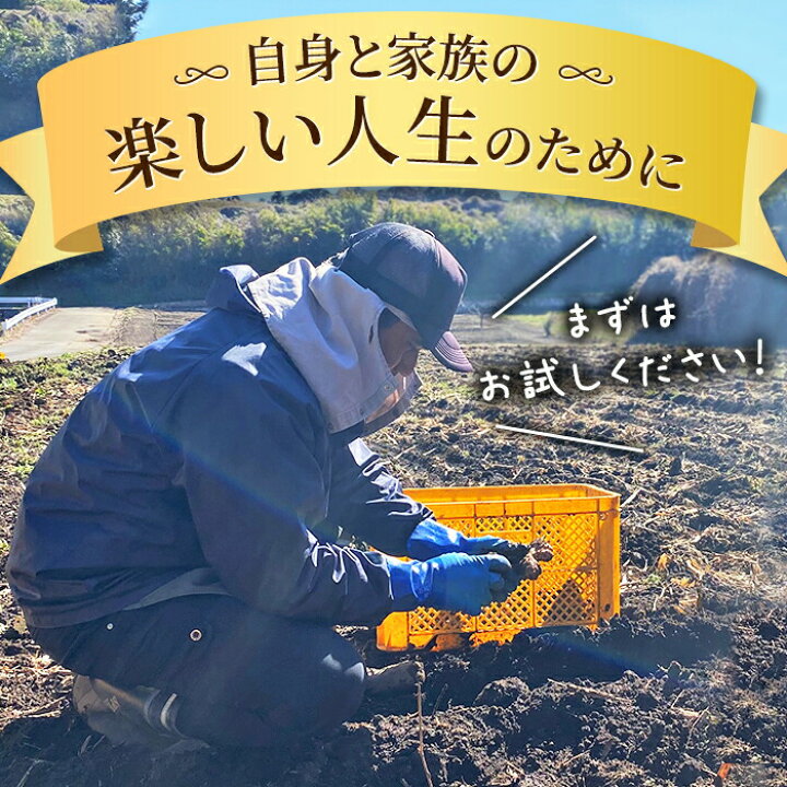 楽天市場】菊芋 キクイモ フラクトオリゴ糖 イヌリン 300粒×8個 純度 