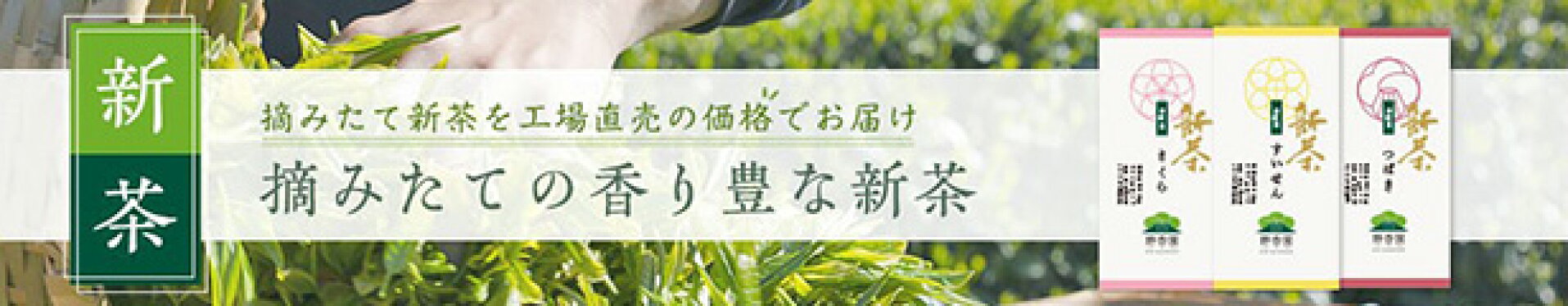 静香園の新茶　深蒸茶