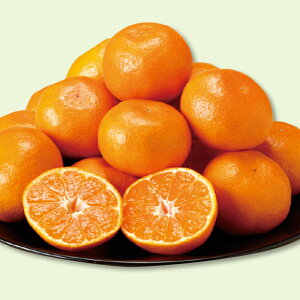 yz~Mtg QY ݂ Ε Mtg v[g 4549348501375 SS_2504