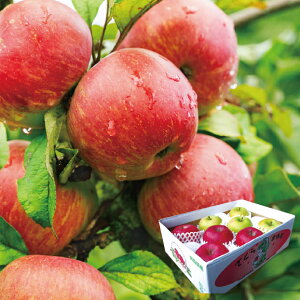 yz~Mtg XY TӂEуZbg Ε Mtg v[g 6812800100316 SS115