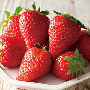 yz~Mtg ynYvzÉY Ȃ܉嗱 Ε Mtg v[g 6812800100415 SS010