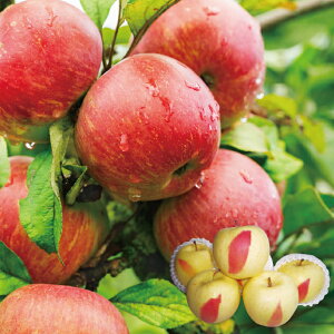 yz~Mtg XY O Ε Mtg v[g 6812800100736 SS114