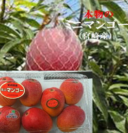 本物の味！！太陽のタマゴに負けないおいしさ！！宮崎県産　ミニマンゴー　家庭用　1パック　約400g（4〜15粒）　※簡易包装・簡易箱でお届けいたします。商品仕様の個数は大玉サイズの入数です。