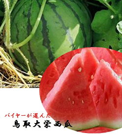 鳥取県産　バイヤーが選んだ大栄西瓜　※果肉の詰まった「秀」等級でお送りいたします。