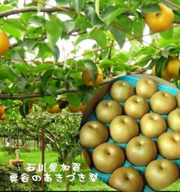 石川県産　奥谷梨出荷組合　奥谷のあきづき梨　1箱