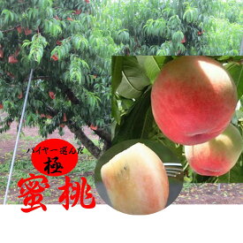 バイヤー歴28年！！極みますハウス栽培「蜜桃」1箱1kg（3~6玉）※商品仕様の個数は大玉サイズの個数です。
